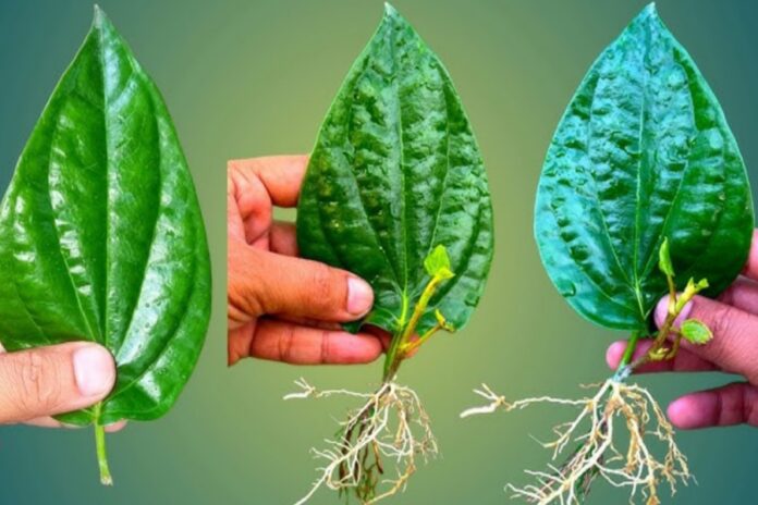 Leaves Benefits