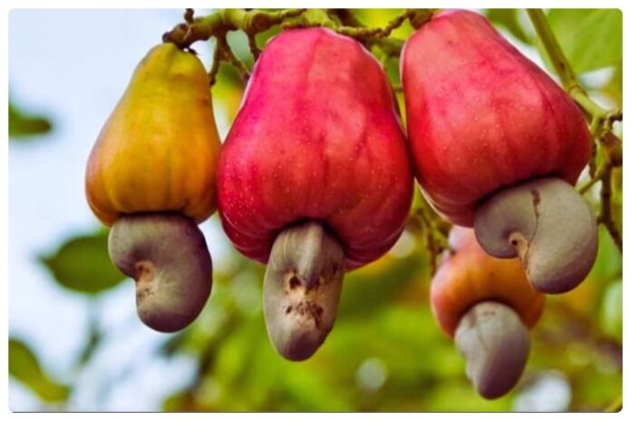 National Cashew Day National Cashew Day
