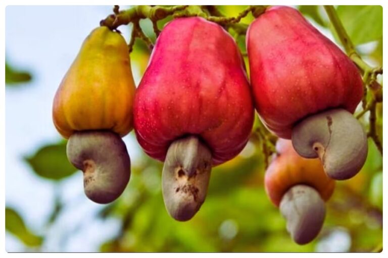 National Cashew Day
