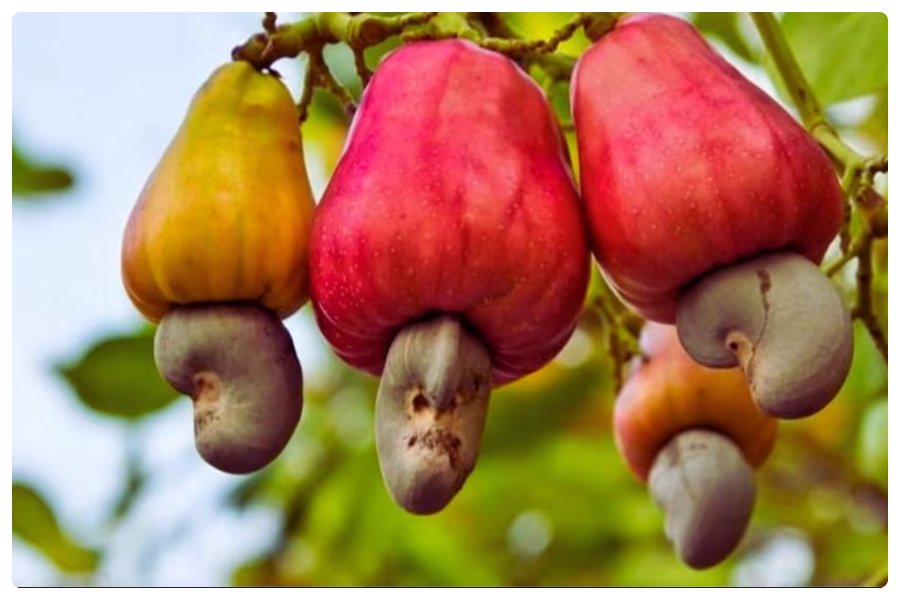 National Cashew Day National Cashew Day