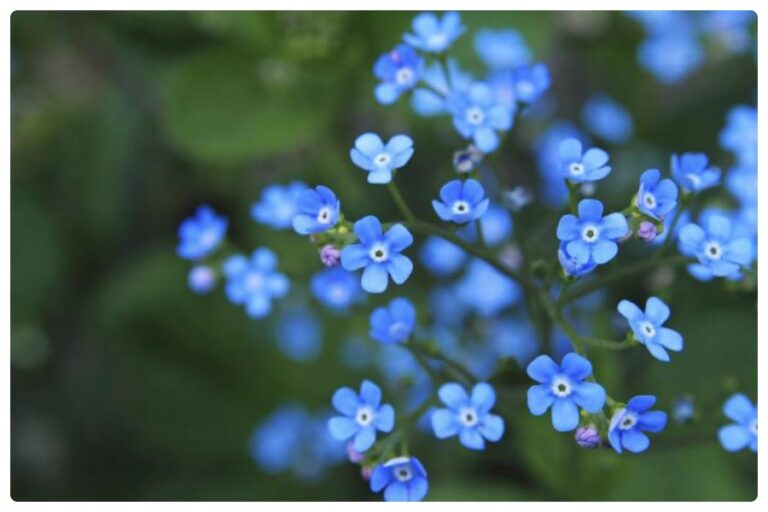 National Forget Me Not Day