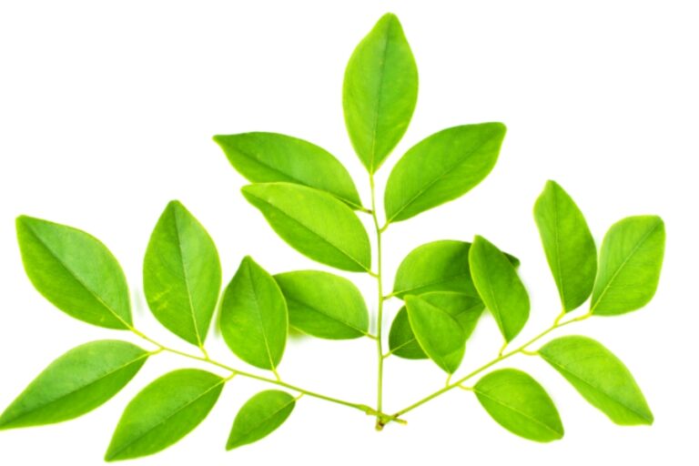 शीशम के पत्ते चबाने से मिलेंगे यह सभी लाभ, जानकर होगी हैरानी, जानें