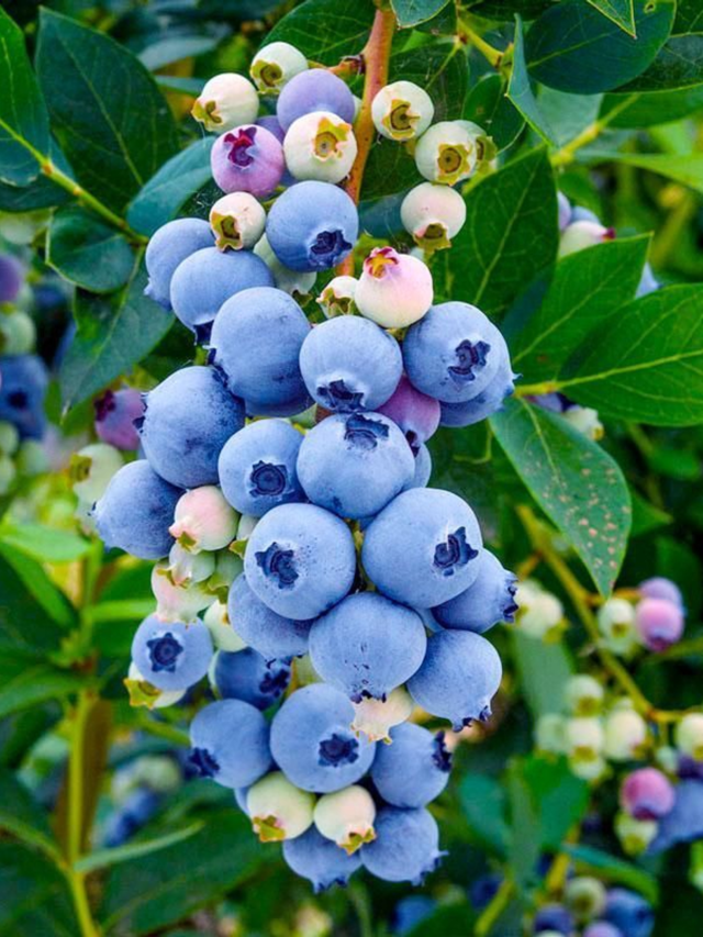 Blue Berries