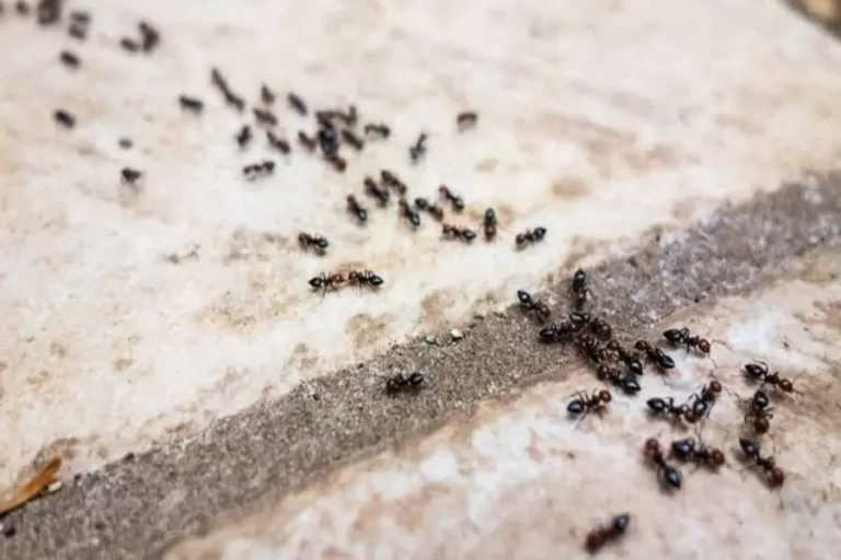 Is Ant killing a Sin : चींटियों को मारने से लगता है ये बड़ा पाप, करें ये उपाय