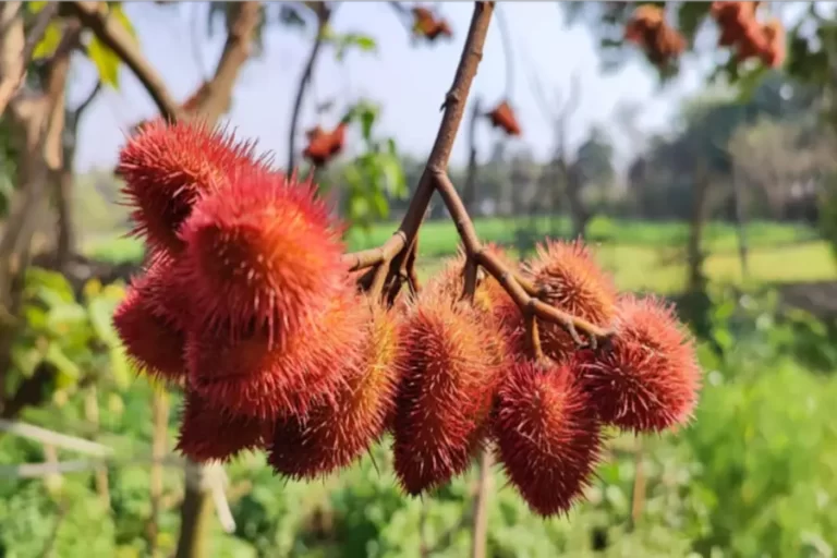 Sindur Plant vs Market Sindur : कभी कमालिया के फल से बनता था सिंदूर, लगाने में नहीं होता साइड इफेक्ट