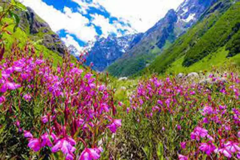 Plants of Paradise : क्या आपके घर में लगे हैं स्वर्ग से आए तीन फूल के पौधे