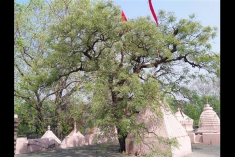 Neem Tree Vastu : नीम के पेड़ की पूजा करने से दूर होता है मंगल दोष, वास करते हैं 33 देवता
