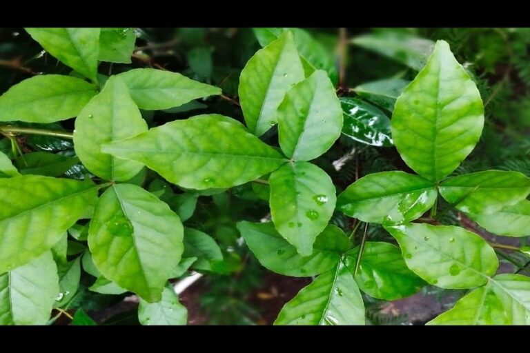 Bel Patra Plant Vastu : घर में क्यों नहीं लगाना चाहिए बेल पत्र का पेड़, जानिए ये नियम