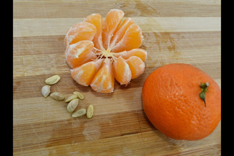 Swallowed Orange Seeds: संतरे के बीज निगलने से क्या होता है?