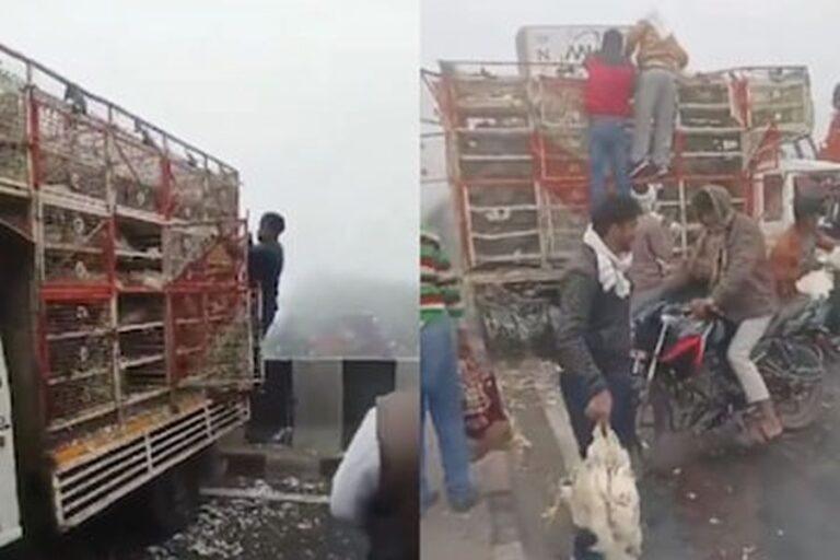 VIDEO: आपदा में अवसर! यूपी में हाइवे पर हादसे के बाद मची मुर्गे-मुर्गियां लूटने की होड़, डेढ़ लाख रुपए की मुर्गी चुरा ले गए लोग