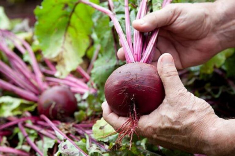 Beetroot Benefits: सुबह के समय खाएं चुकंदर और पाएं ढेरों लाभ