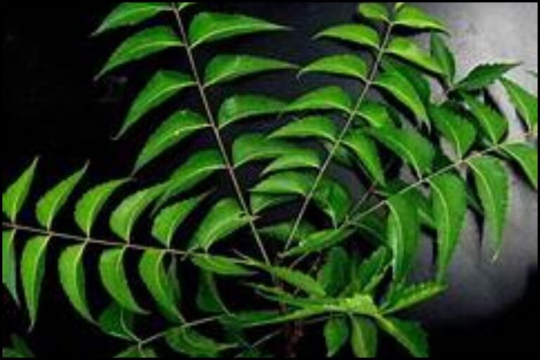 Benefits Of Neem Leaves