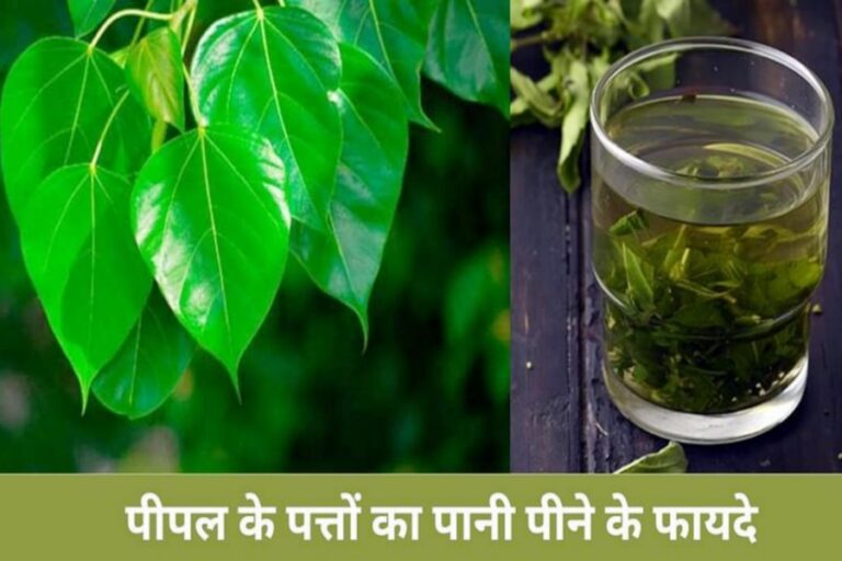 पीपल के पत्तों को उबालकर पीने से मिलेंगे यह लाभ, जानकर रह जायेंगे दंग