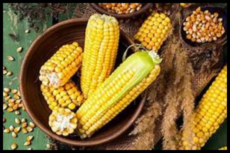 Bhutta Benefits In Winter