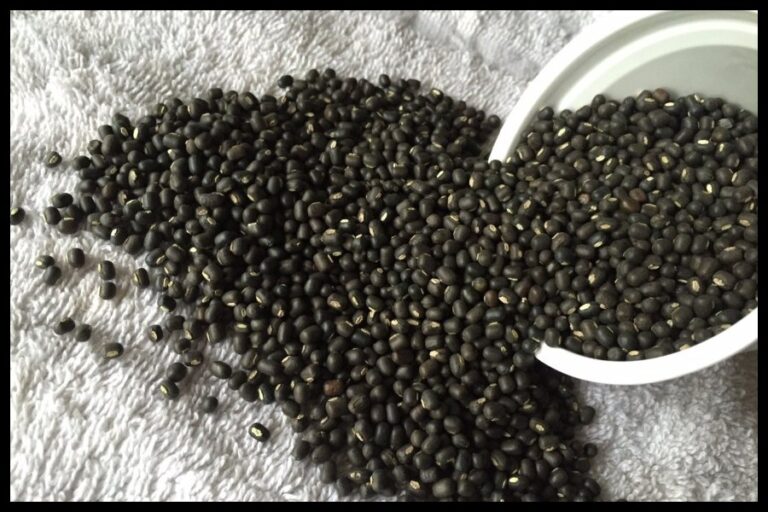 Black Gram Benefits