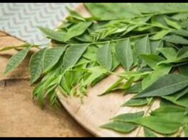 Curry Leaves Benefits
