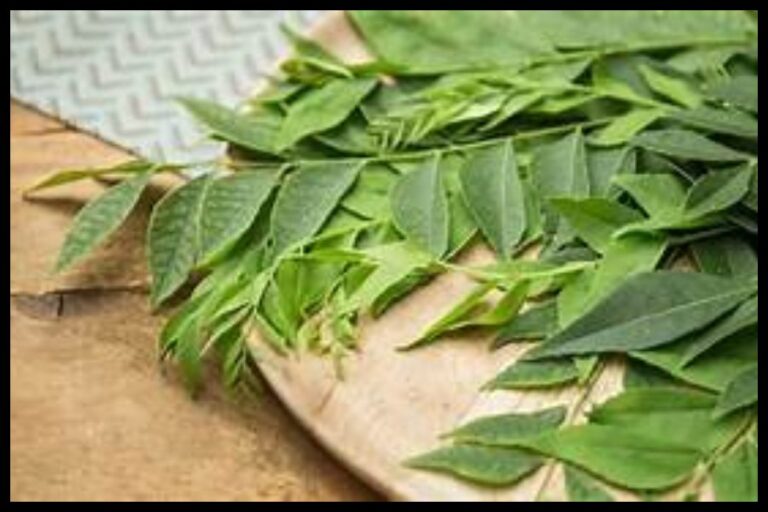 Curry Leaves Benefits