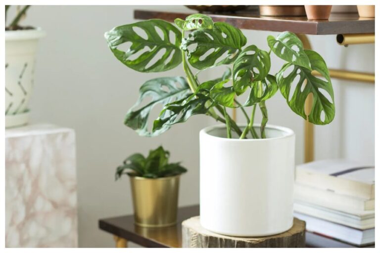New Year 2024 Feng Shui Tips: पूरे साल होगी आर्थिक उन्नति और आएगी खुशहाली, इस नये वर्ष पर लगाएं ये 5 जादुई पौधें