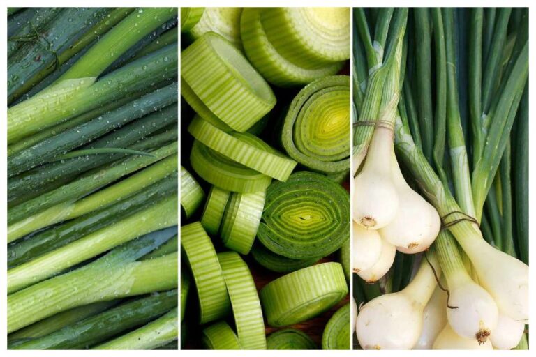 Green Onion Benefits In Winter: सर्दियों में हरी प्याज खाने के हैं अचूक फायदें, सर्दी जुकाम, हार्ट हेल्दी समेत कई बीमारियों में है रामबाण, जानें