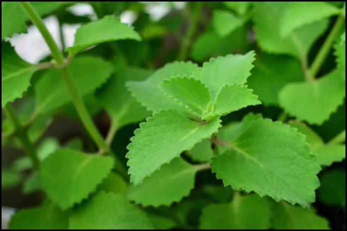 Health Benefits Of Ajwain Leaves