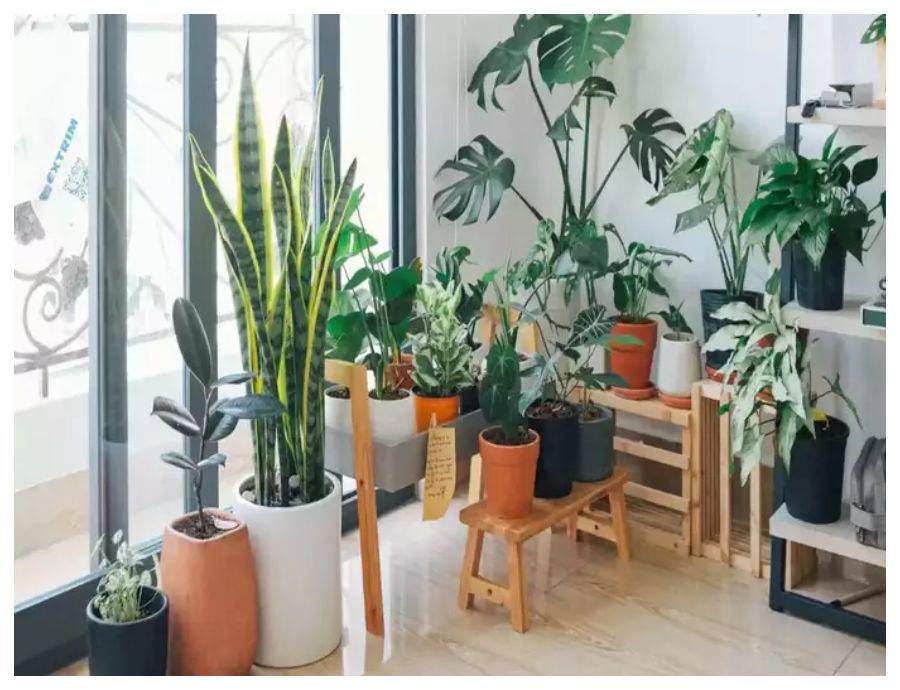 Lucky Plants For Home