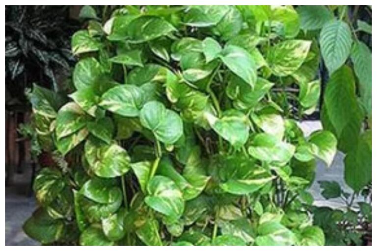 Money Plant Care: मनी प्लांट के पत्ते पड़ गएं है पीले? इन आसान टिप्स से करें हरा-भरा