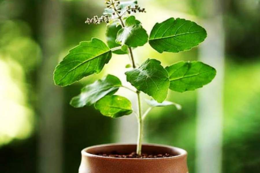 Tulsi Leaves