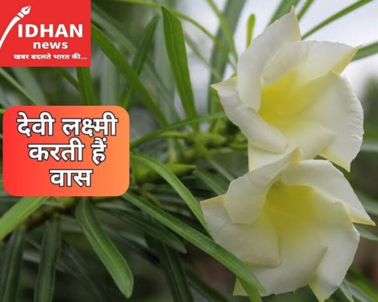 इस फूल का पौधा घर में लगाने से होती है धन की कमी दूर,हमेशा के लिए दूर हो जाती है ग़रीबी की समस्या