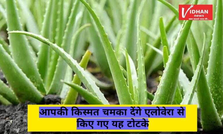 चेहरे के साथ किस्मत भी चमका देता है एलोवेरा, इससे किए गए छोटे टोटके खोल देते हैं तरक्की के रास्ते, जानिए पूरी खबर