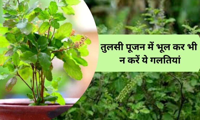 तुलसी पूजन के दौरान भूल कर भी नहीं करें यह गलतियां, वरना हो जाएंगे कंगाल,दुखों से घिर जाएगा पूरा परिवार