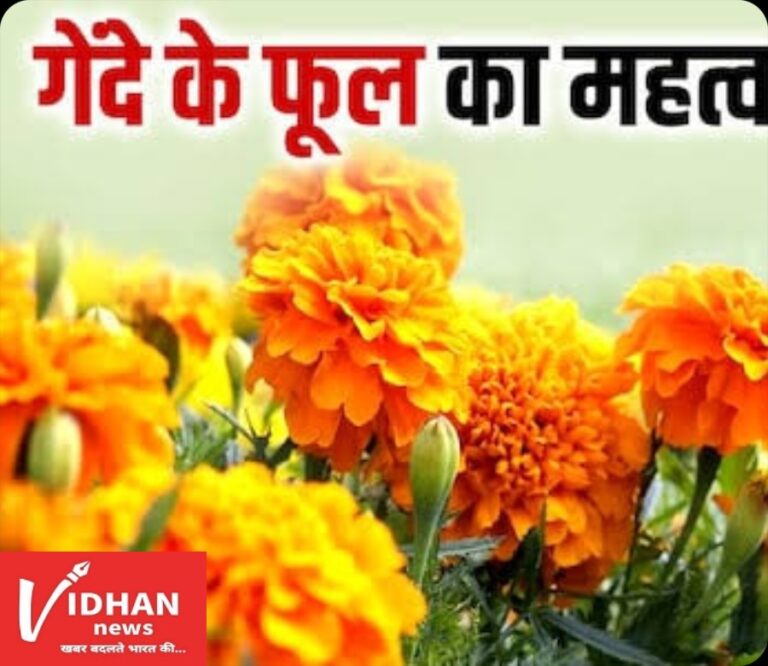 पूजा में सबसे ज्यादा क्यों चढ़ाया जाता है गेंदा का फूल? बेहद खास है इसकी वजह,  महत्व जानकर हैरान रह जाएंगे आप