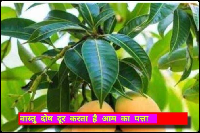 Vastu tips