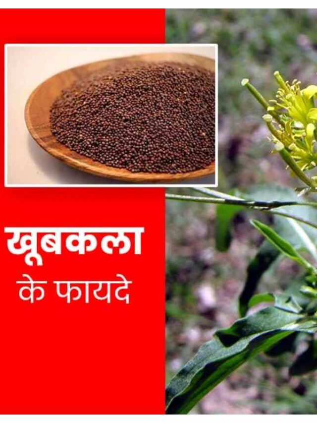 khubkala