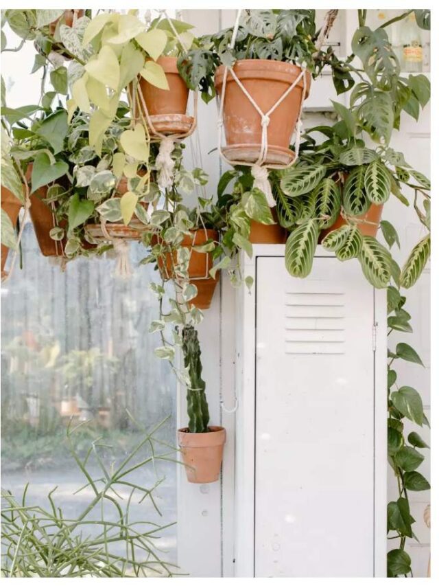 plant 3