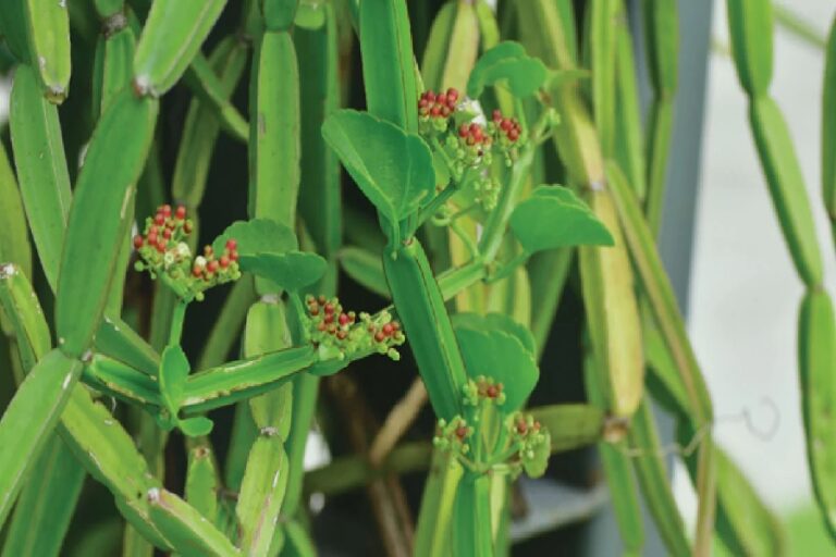 ये है टूटी हड्डियों को जोड़ने वाली औषधि, लेकिन भारी पड़ सकती है गलती