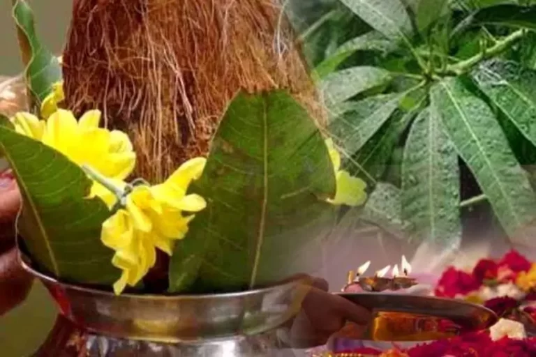 Mango Leaves in Puja : पूजा के कलश में क्यों रखे जाते हैं आम के पत्ते ?