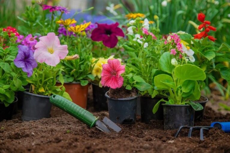 Gardening Tips For Flowers : इस तरह करें पौधों की देखभाल, हर दिन निकलेंगे फूल