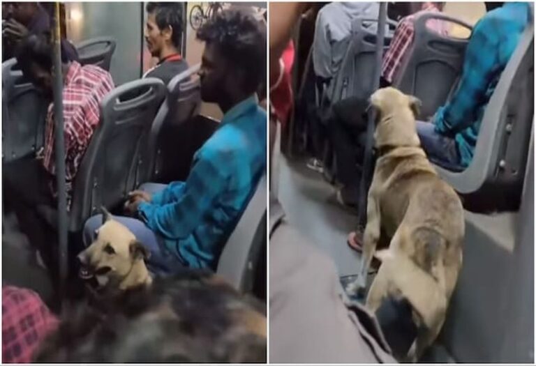 Viral Video: यहां आवारा कुत्ते के साथ सफर करते हैं शहर के लोग! वीडियो हुआ वायरल