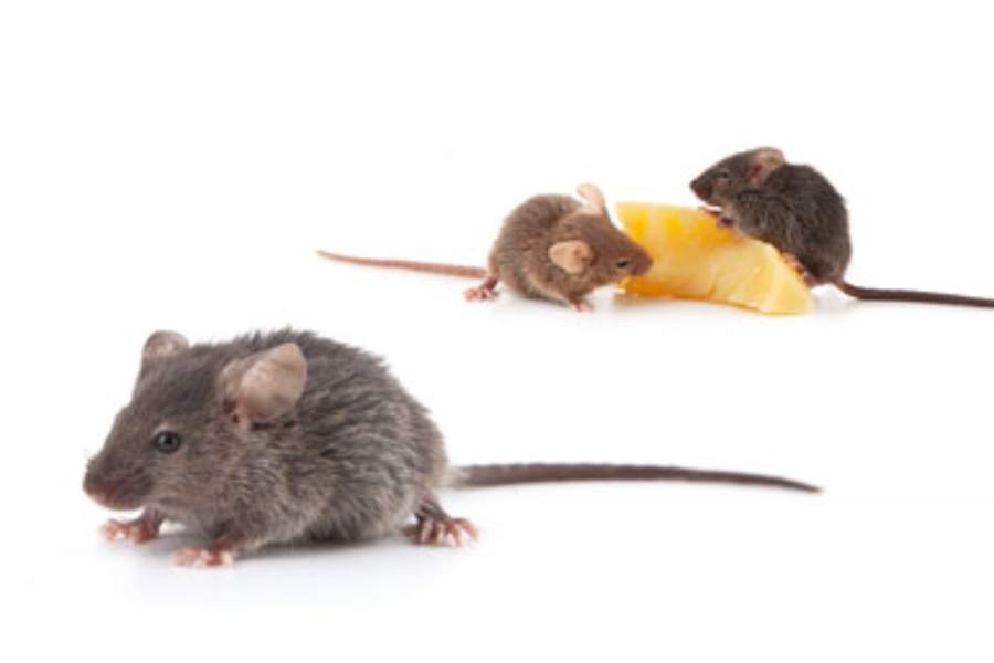 Diseases Spread By Rats Diseases Spread By Rats