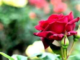 Flowers For God