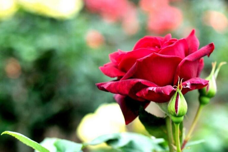 Flowers For God