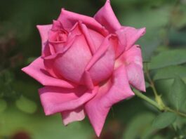 Gulab Ke Phool