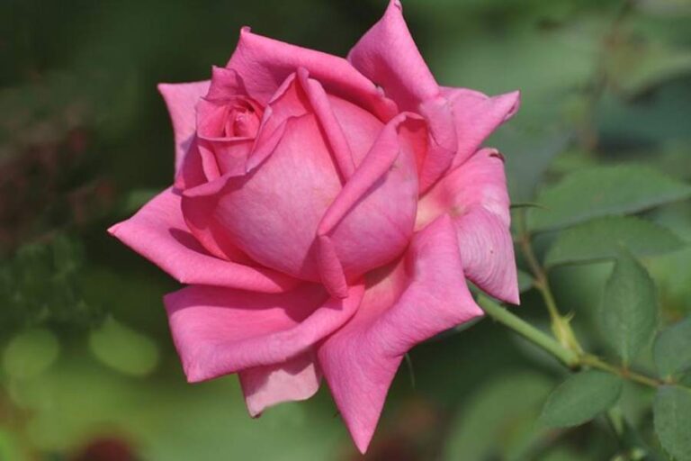 Gulab Ke Phool