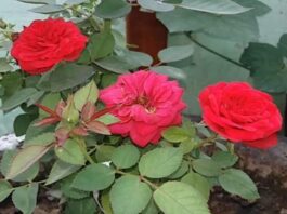 Gulab Ke Phool Ke Upay