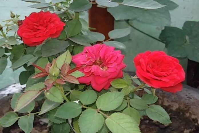 Gulab Ke Phool Ke Upay