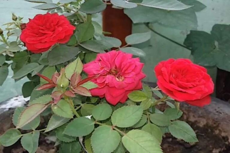 Gulab Ke Phool Ke Upay