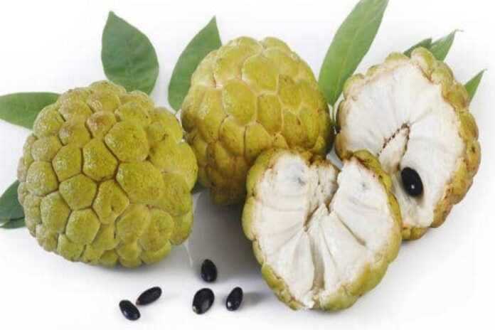 Health-benefits-of-custard-apple