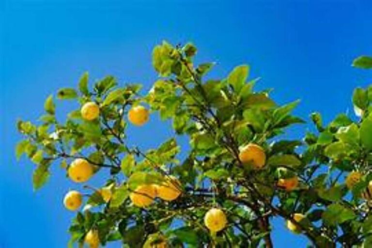 Lemon Kept Under The Tire
