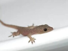 Lizard Falling Meaning