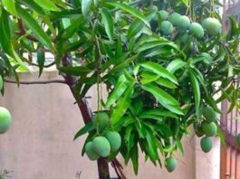 Mango Tree Vastu